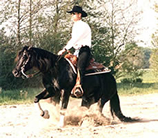 Licorice Lancer