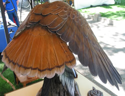 Red Tail Hawk from rear